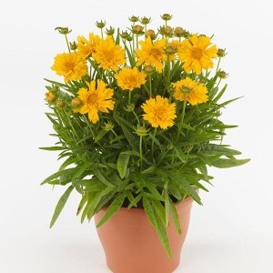 coreopsis krásnoocko plnokvetý
